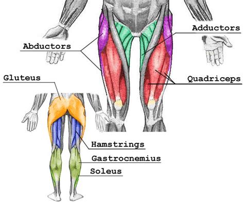 Hip & Knee Muscles Diagram | Quizlet