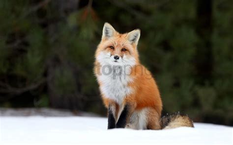 Fox Snow Winter Wallpaper Background Best Stock Photos - Image ID ...