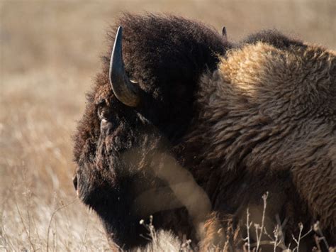 The bison of Badlands National Park need your help | Inhabitat - Green Design, Innovation ...