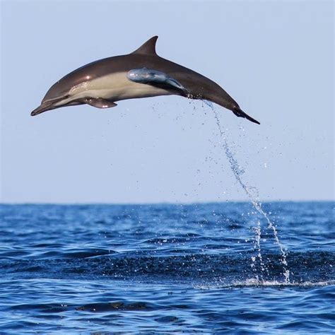 15k Likes, 118 Comments - BBC Earth (@bbcearth) on Instagram: “A spinner dolphin jumping out of ...