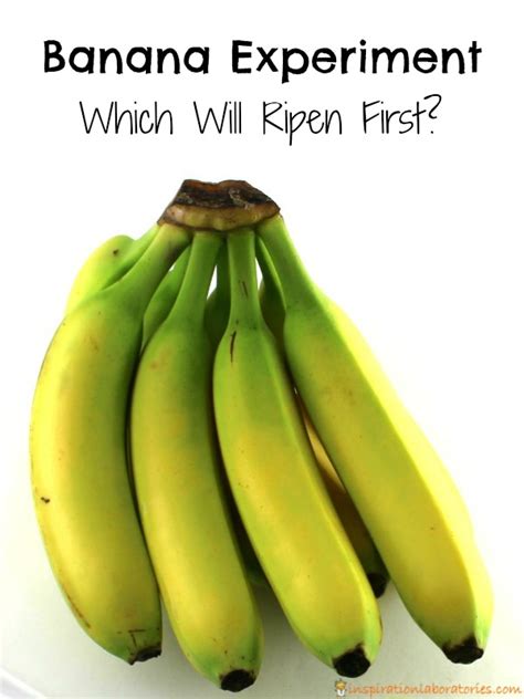 Banana Experiment: Which Will Ripen First? | Inspiration Laboratories