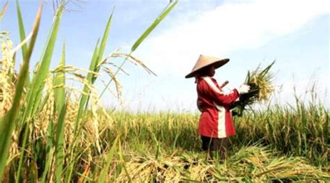 Panen Padi Di Sawah Secara Tradisional dan Modern | AMTAST Indonesia