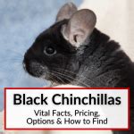 Black Chinchillas (Vital Facts, Pricing, Options & How to Find)