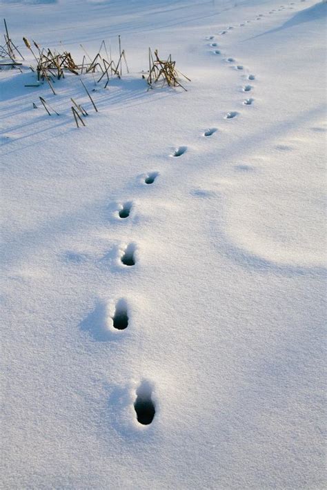 Bluestocking Redneck: Deer Tracks In The Snow