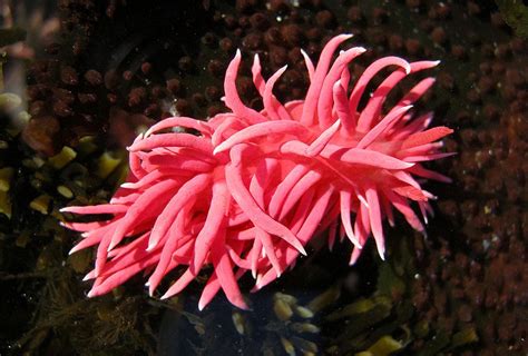 Pink sea slugs stick to Northern California - SlashGear