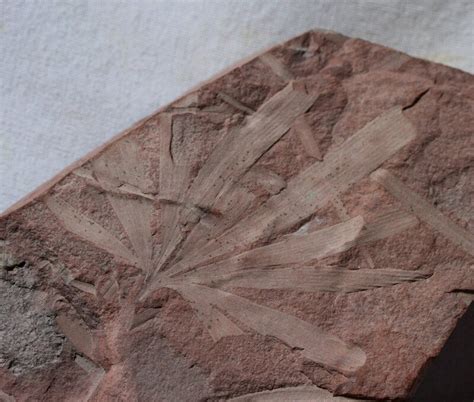 Ginkgo Plant Fossil