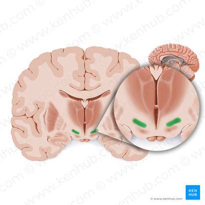 Subthalamic nucleus: Anatomy, location and function | Kenhub