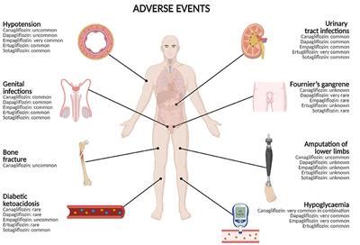 Frontiers | Safety profile of sodium glucose co-transporter 2 (SGLT2) inhibitors: A brief summary