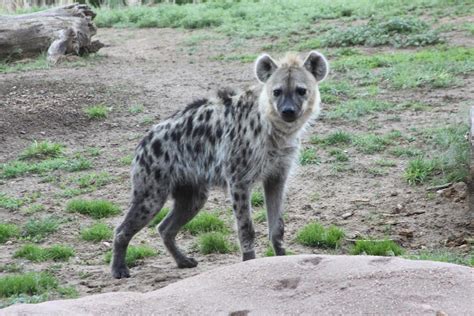 Michigan Exposures: The Denver Zoo