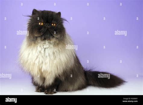 black smoke persian cat looking at camera Stock Photo - Alamy