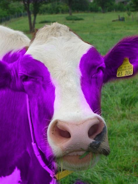 purple cow | Purple cow, Purple, All things purple