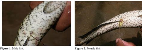 Figure 1 from Breeding Behavior and Parental Care of the Induced Bred ...