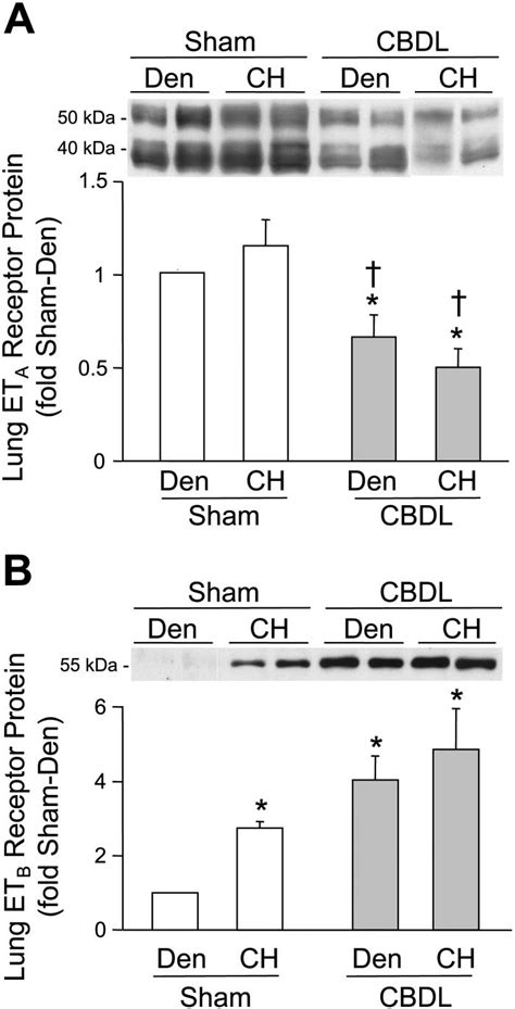 Western blot analysis of ETA and ETB receptor protein expression in ...