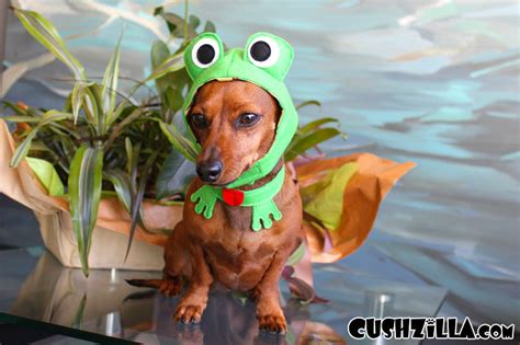 Frog Costume for Cats and Dogs from Cushzilla