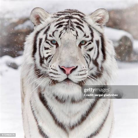 1,485 White Tiger Habitat Stock Photos, High-Res Pictures, and Images ...