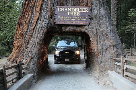 You Can Drive Through Trees In California: Here's How - WorldAtlas