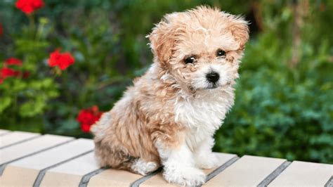 Teacup Maltipoo: Your Complete Guide – PawSafe