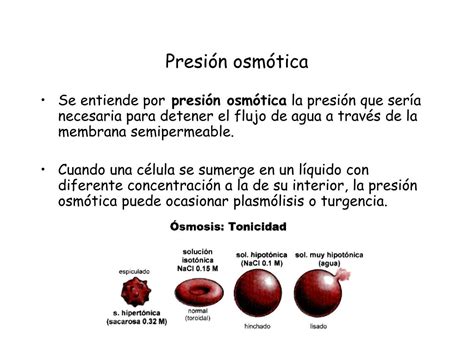 PPT - VOLUMEN CELULAR Y PRESION OSMOTICA PowerPoint Presentation, free download - ID:6975335