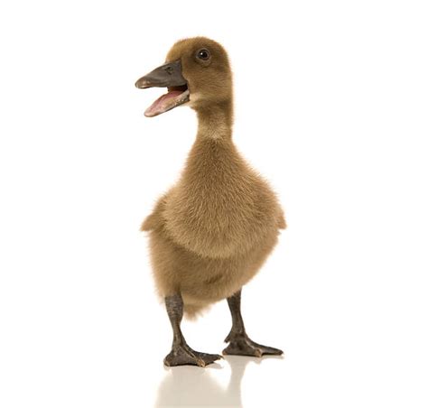 Royalty Free Ugly Duckling Pictures, Images and Stock Photos - iStock