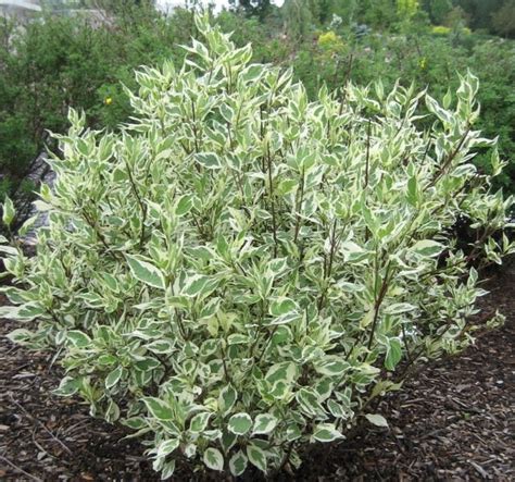 Ivory Halo® Dogwood - Blue Grass Nursery, Sod and Garden Centre: Calgary, Edmonton and Red Deer ...