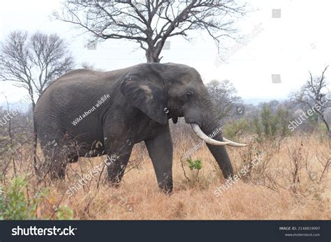 African Big Five Elephant Safari Stock Photo 2148819997 | Shutterstock