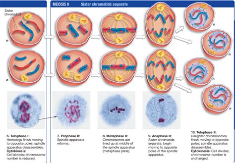 meiosis 2 (plus telophase 1) Diagram | Quizlet