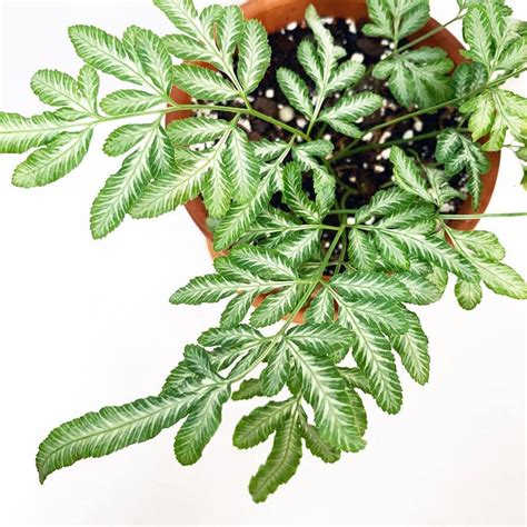 Keep Your Brake Fern Alive: Light, Water & Care Instructions