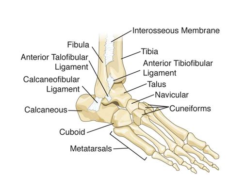 Bones Of The Foot And Ankle Labeled