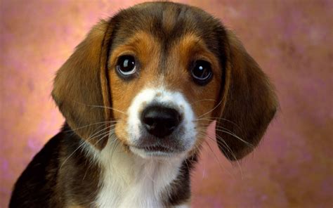 Puppy Eyes Beagle - Wallpaper, High Definition, High Quality, Widescreen