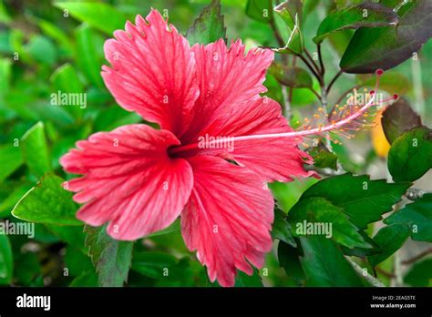 Dominican republic flower plant hi-res stock photography and images - Alamy