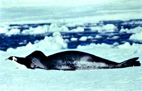 Leopard Seal Facts! | Always Learning!