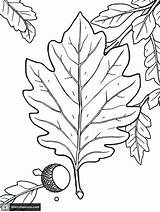 How To Identify White Oak Trees  Coloring Sheets Included Silent sketch template