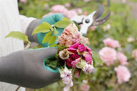 How to deadhead roses: expert techniques for more blooms | Homes & Gardens