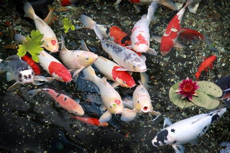 Koi Pond Wallpapers - Top Free Koi Pond Backgrounds - WallpaperAccess