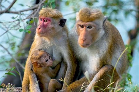 Enter the Primate World: Habitat of Monkeys and Where They Live - Animal Sake