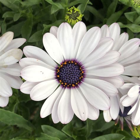 Osteospermum SOPRANO White - Buy African Daisy Annuals Online