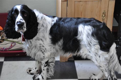 Dogtelligent: English Springer Spaniel