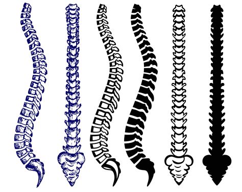 ANATOMY SPINE Svg/spine Clipart/spine Svg/spine