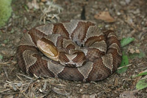 Northern Copperhead – PA HERP IDENTIFICATION