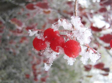 Winter Berries - Winter Photo (36150592) - Fanpop