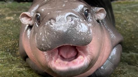 Thailand's Famous Pygmy Hippo May Receive Patent - SmartHER News