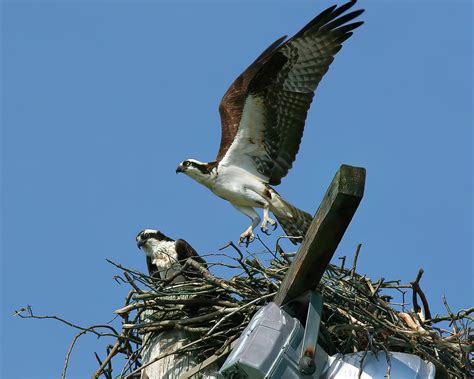 Landing Osprey 2 Photograph by Daniel Beard - Fine Art America