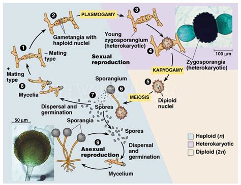 Life Cycle Of Rhizopus Stolonifer