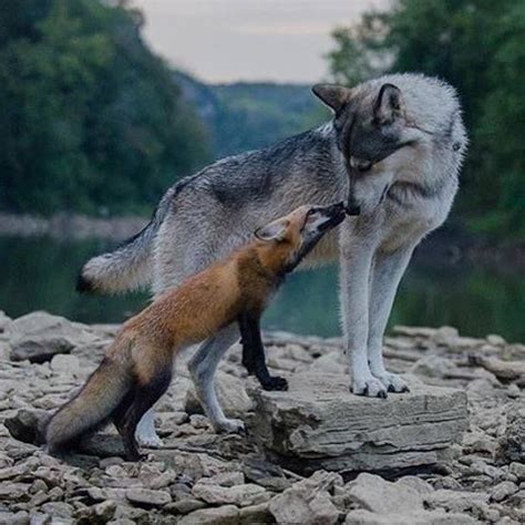 Just Pinned to Foxes: By @afoxandthewolf #photography #shoutout https://ift.tt/2vfmPsf | Animals ...