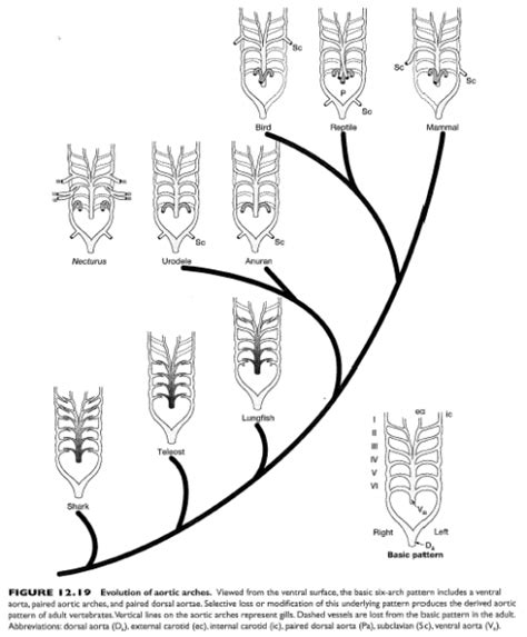 What Fossils Tell Us