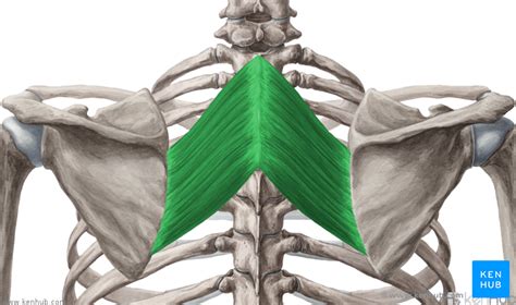 Rhomboid muscles - Anatomy, Function and Pathology | Kenhub