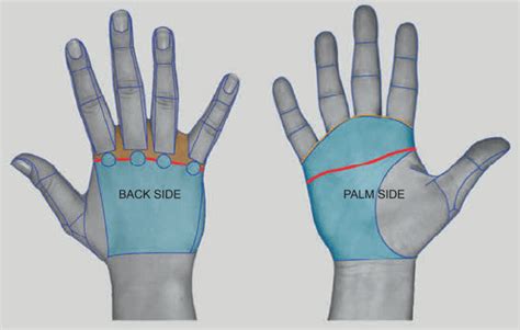 Realistic hand: tendons, veins, fat, and more | Anatomy For Sculptors