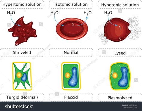 Tonicity And Animal Red Blood Cells And Plant Cells Hypertonic Hypotonic Isotonic Sriveled ...