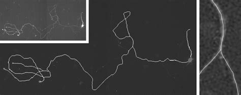 First example of neurite tracing using the described technique ...