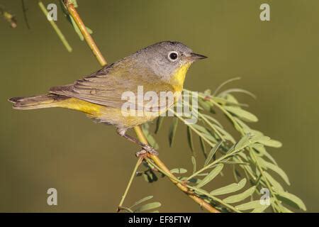 Nashville Warbler - Vermivora ruficapilla - female Stock Photo - Alamy